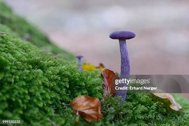 amethyst deceiver (laccaria amethystina), emsland, lower saxony, germany - agaricales stock pictures, royalty-free photos & images