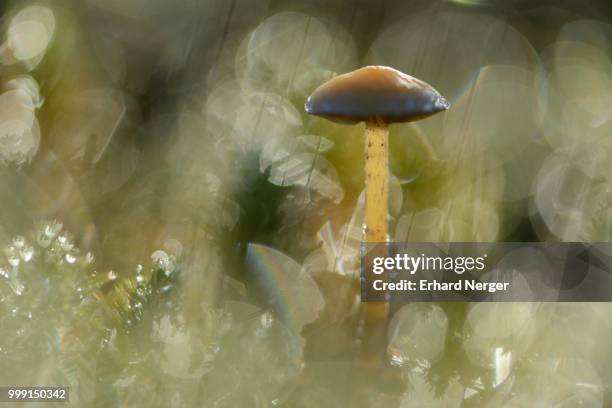 mycena mushroom (mycena sp.), emsland, lower saxony, germany - agaricales stock pictures, royalty-free photos & images
