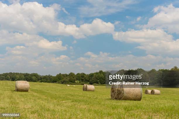 round straw bales in a meadow, feldberger seenlandschaft, mecklenburg-western pomerania, germany - herzog stock pictures, royalty-free photos & images