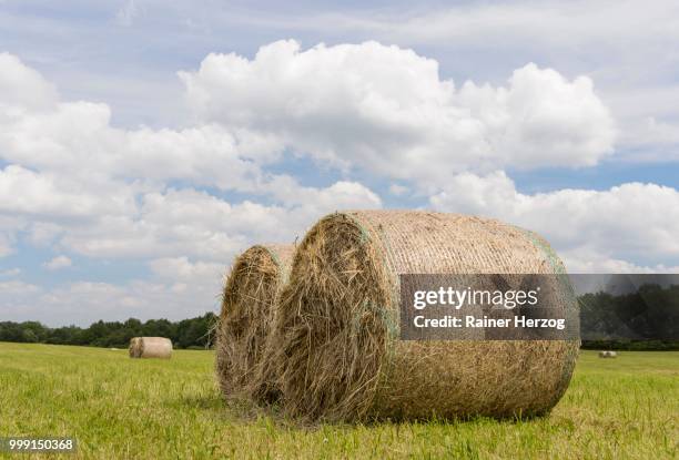 round straw bales in a meadow, feldberger seenlandschaft, mecklenburg-western pomerania, germany - herzog stockfoto's en -beelden
