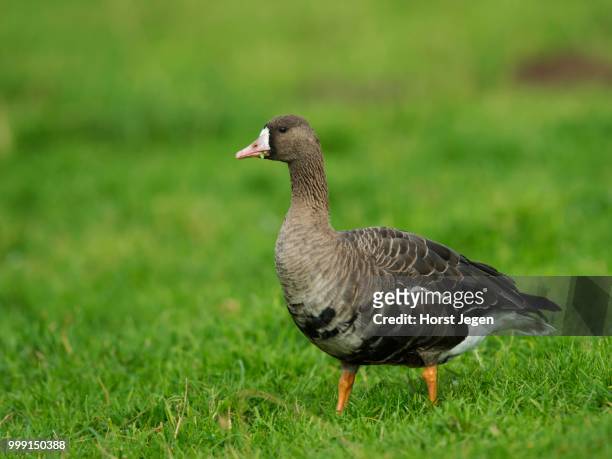 greater white-fronted goose (anser albifrons), bislicher insel, xanten, north rhine-westfahen, germany - insel - fotografias e filmes do acervo