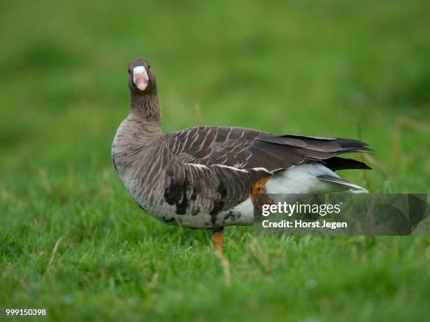 greater white-fronted goose (anser albifrons), bislicher insel, xanten, north rhine-westfahen, germany - insel - fotografias e filmes do acervo