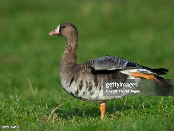 greater white-fronted goose (anser albifrons), bislicher insel, xanten, north rhine-westfahen, germany - insel stock pictures, royalty-free photos & images