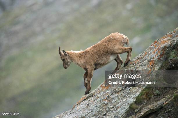 alpine ibex (capra ibex), high tauern national park, carinthia, austria - escarpment stock pictures, royalty-free photos & images