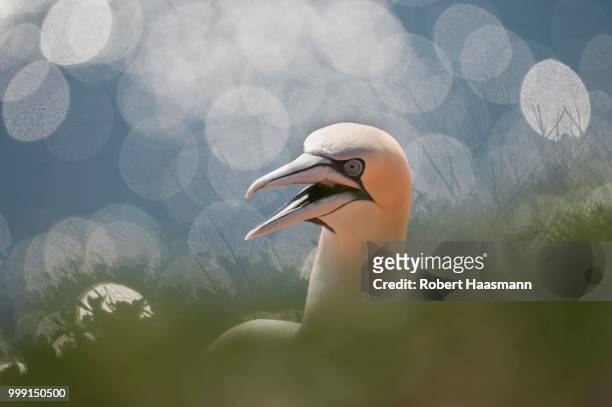 northern gannet (morus bassanus), heligoland, schleswig-holstein, germany - northern gannet stock-fotos und bilder