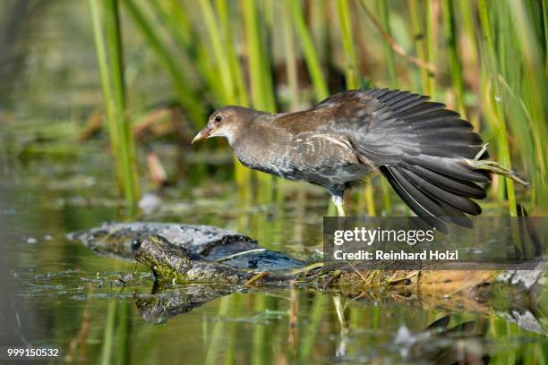 common moorhen (gallinula chloropus), tyrol, austria - moorhen stock pictures, royalty-free photos & images