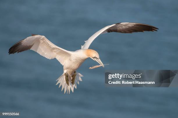 northern gannet (morus bassanus) with a feather in its beak, heligoland, schleswig-holstein, germany - northern gannet stock-fotos und bilder