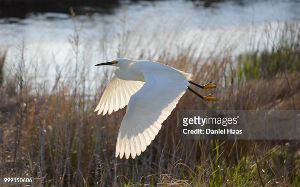 snowy egret flying low over wetlands - snowy egret stock pictures, royalty-free photos & images
