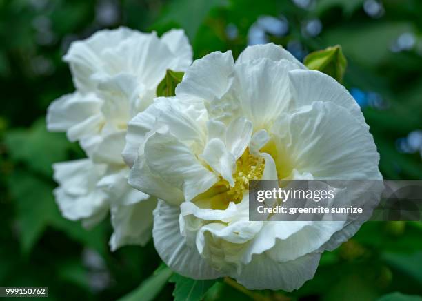 Fu Rong Plant 540 Furong Stock Photos, High-Res Pictures, and Images - Getty Images