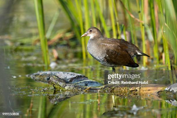 common moorhen (gallinula chloropus), tyrol, austria - moorhen stock pictures, royalty-free photos & images