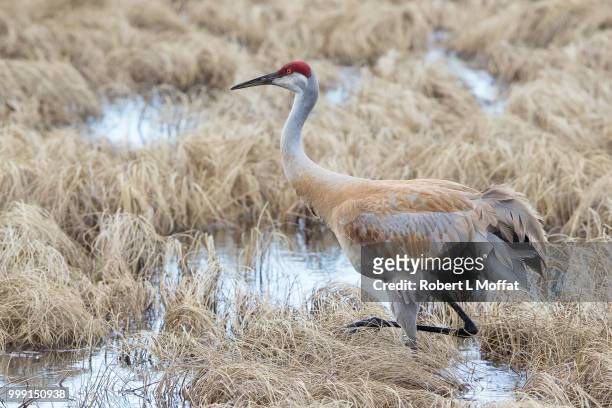 sand hill crane - antigone stock pictures, royalty-free photos & images