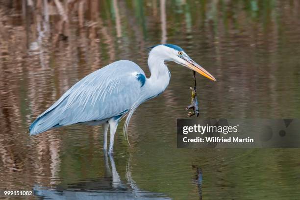 grey heron (ardea cinerea) with common toad prey (bufo bufo), hesse, germany - common toad stock pictures, royalty-free photos & images