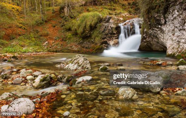 flowing arzino - gallo stock-fotos und bilder