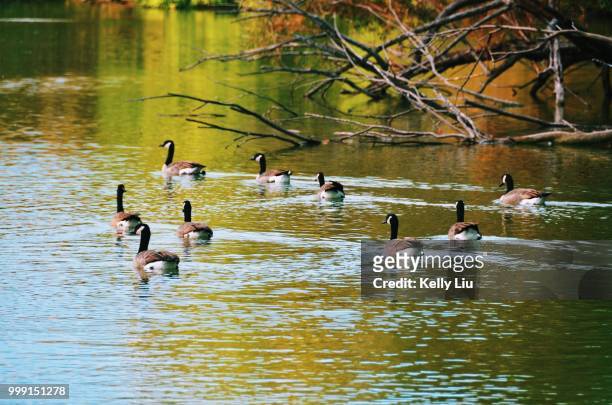 ducks in chicago north pond - magellangans stock-fotos und bilder