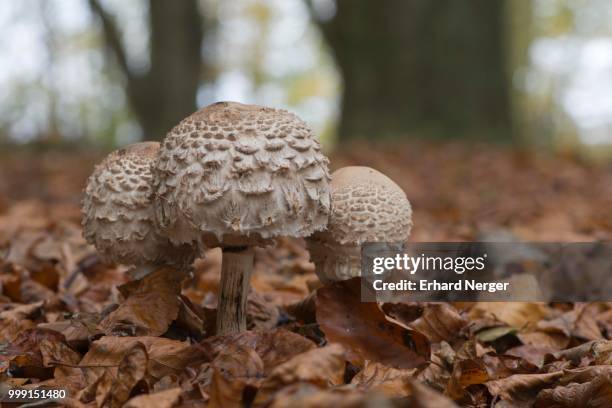parasol mushrooms (macrolepiota procera), emsland, lower saxony, germany - agaricales stock pictures, royalty-free photos & images