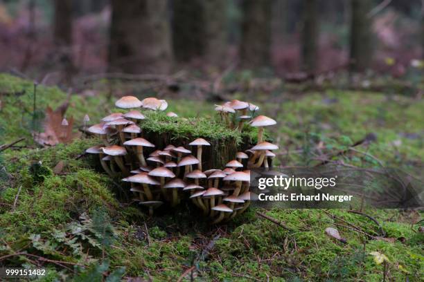 sulphur tufts (hypholoma fasciculare), emsland, lower saxony, germany - agaricales stock pictures, royalty-free photos & images