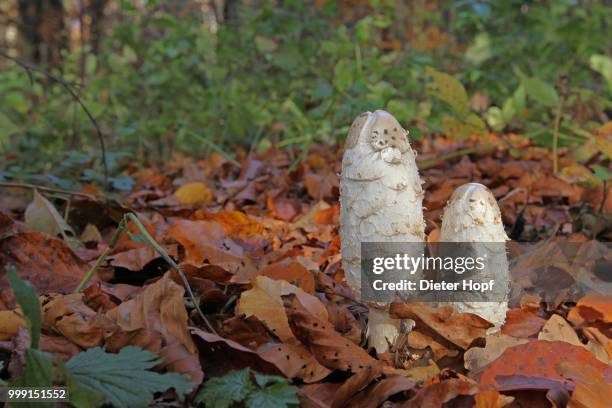 shaggy ink caps (coprimus comatus) in autumn foliage, allgaeu, bavaria, germany - agaricales stock pictures, royalty-free photos & images