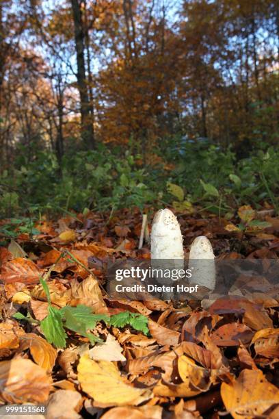 shaggy ink caps (coprimus comatus) in autumnally coloured forest, allgaeu, bavaria, germany - agaricales stock pictures, royalty-free photos & images