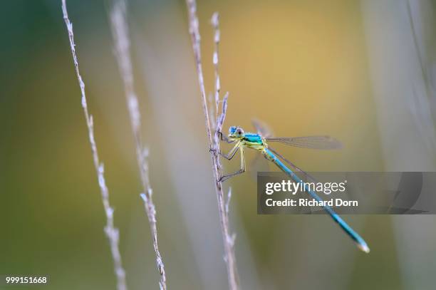 emerald damselfly (lestes sponsa) on a blade of grass, grosses veen, north rhine-westphalia, germany - sponsa stock-fotos und bilder