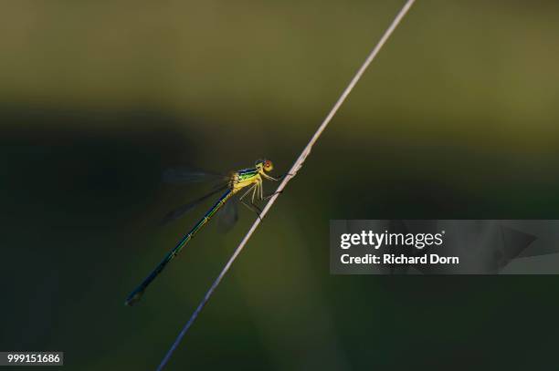 emerald damselfly (lestes sponsa) on a blade of grass, grosses veen, north rhine-westphalia, germany - sponsa stock-fotos und bilder