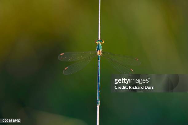 emerald damselfly (lestes sponsa) on a blade of grass, grosses veen, north rhine-westphalia, germany - veen stock pictures, royalty-free photos & images