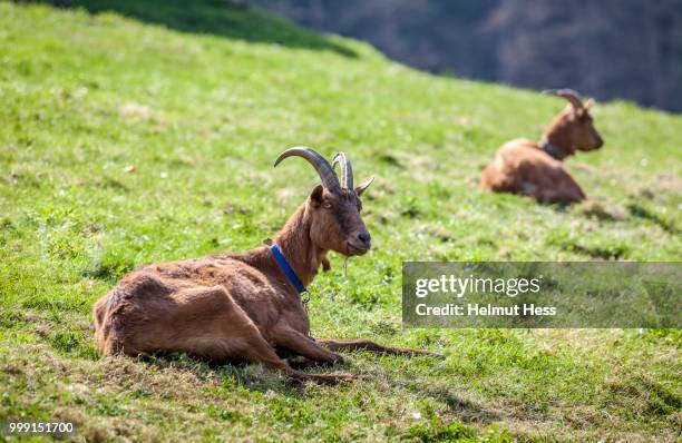 brown goats on a meadow in the thueringer muehltal valley, eisenberg, thuringia, germany - eisenberg stock pictures, royalty-free photos & images
