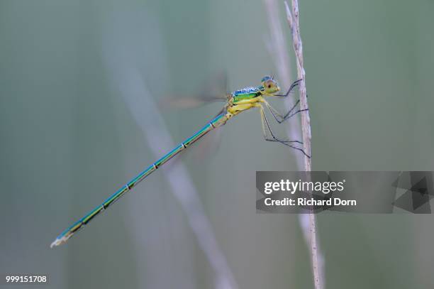 emerald damselfly (lestes sponsa) on a blade of grass, grosses veen, north rhine-westphalia, germany - blade photos et images de collection