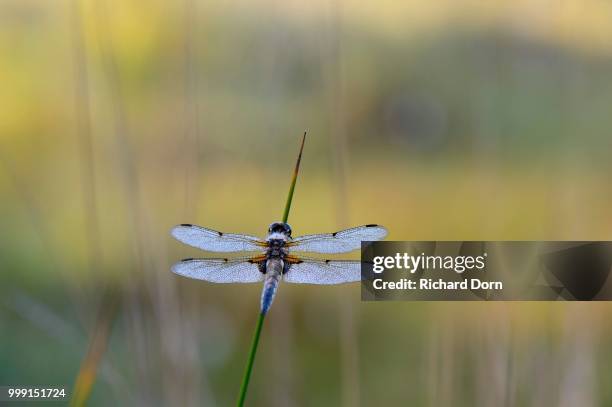broad-bodied chaser or broad-bodied darter (libellula depressa) on rush, grosses veen, north rhine-westphalia, germany - veen stock pictures, royalty-free photos & images