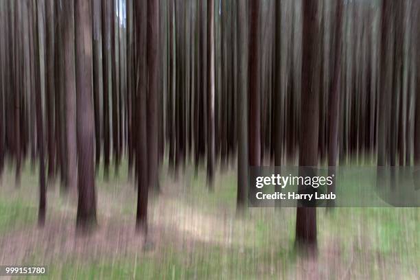 conifers, distorted, bavarian forest, at viechtach, bavaria, germany - nationalpark bayerischer wald stock-fotos und bilder