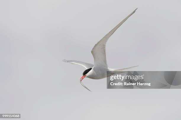 arctic tern (sterna paradisaea) flying with fish prey in its beak, schleswig-holstein, germany - herzog stockfoto's en -beelden