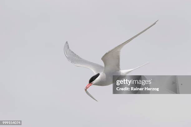 arctic tern (sterna paradisaea) flying with fish prey in its beak, schleswig-holstein, germany - herzog stockfoto's en -beelden