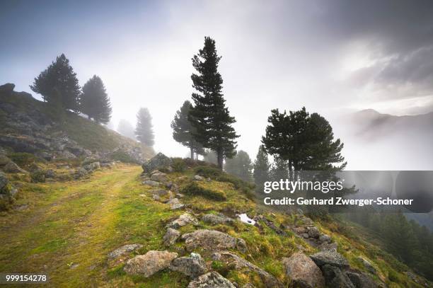 overgrown trail on alpine mountain pasture, juifenalm, in the back pines (pinus cembra), mountain forest in fog, sellraintal, tyrol, austria - cembra stock pictures, royalty-free photos & images