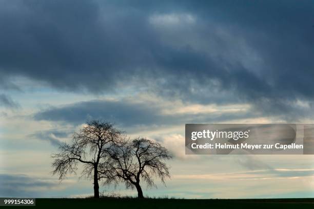 two bare fruit trees as silhouettes against rain clouds, bavaria, deurschland - oberfranken stock-fotos und bilder