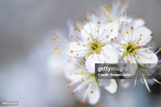 wild cherry blossoms (prunus avium), germany - wild cherry tree stock-fotos und bilder