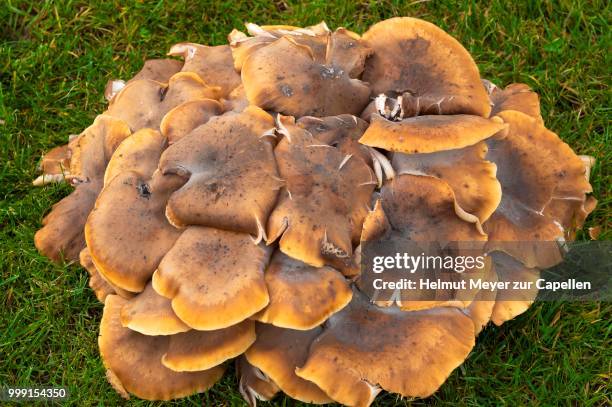 honey fungus (armillaria mellea), franconia, bavaria, germany - agaricales stock pictures, royalty-free photos & images
