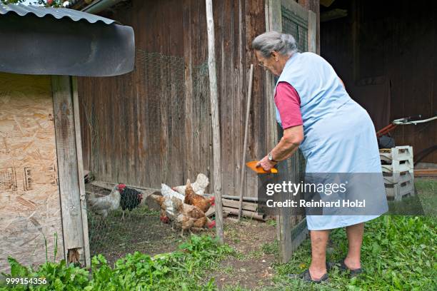 farmer working on the farm, feeding chickens, kreutner family farm, schwaz district, tyrol, austria family - female anatomy stock-fotos und bilder