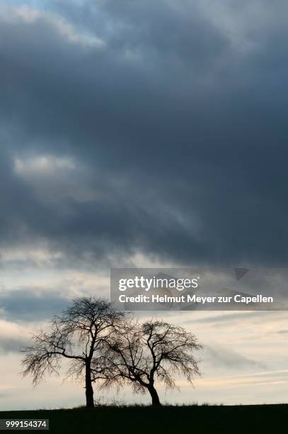 bare fruit trees at dusk, karsberg, upper franconia, bavaria, germany - upper franconia stock pictures, royalty-free photos & images