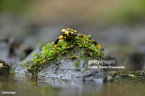 barred fire salamander (salamandra salamandra ssp. terrestris) on a moss-covered stone in stolberg, saxony-anhalt, germany - fire salamander stock pictures, royalty-free photos & images