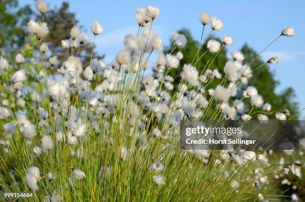 blooming hare's-tail cottongrass, tussock cottongrass or sheathed cottonsedge (eriophorum vaginatum), flowering perennial in grundbeckenmoor marsh, inntal, voralpenland, raubling, upper bavaria, bavaria, germany - wollgras stock-fotos und bilder