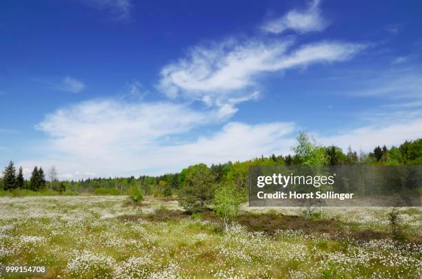 flooded bog with blooming hare's-tail cottongrass, tussock cottongrass or sheathed cottonsedge (eriophorum vaginatum), grundbeckenmoor marsh near rosenheim, inntal, voralpenland, raubling, upper bavaria, bavaria, germany - rosenheim stock-fotos und bilder