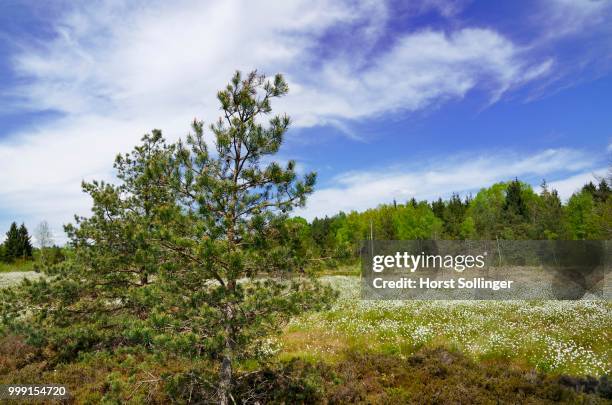 bog pine (pinus uncinata) in a flooded bog with blooming hare's-tail cottongrass, tussock cottongrass or sheathed cottonsedge (eriophorum vaginatum), grundbeckenmoor marsh near rosenheim, inntal, voralpenland, raubling, upper bavaria, bavaria, germany - wollgras stock-fotos und bilder