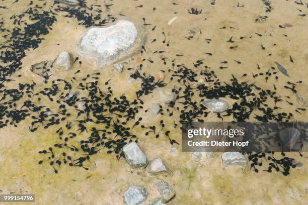 tadpoles of the common toad (bufo bufo) in a muddy puddle, allgaeu, bavaria, germany - anura stock pictures, royalty-free photos & images