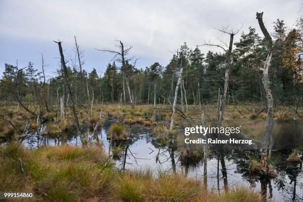 dead trees in a rewetted peatlands in a bog, tiste bauernmoor, lower saxony, germany - herzog stockfoto's en -beelden