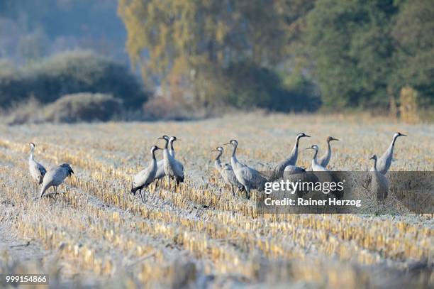 cranes (grus grus) foraging in a corn field in the morning, tiste bauernmoor, burgsittensen, lower saxony, germany - herzog stockfoto's en -beelden