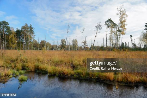 rewetted peatlands in a bog, tiste bauernmoor, landkreis rotenburg, lower saxony, germany - herzog stockfoto's en -beelden