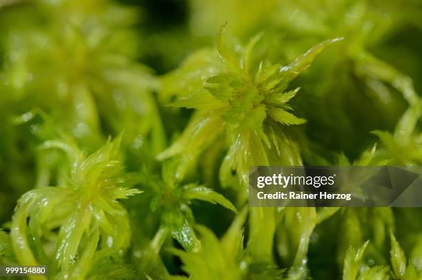 peat moss (sphagnum), tiste bauernmoor, landkreis rotenburg, lower saxony, germany - herzog stockfoto's en -beelden