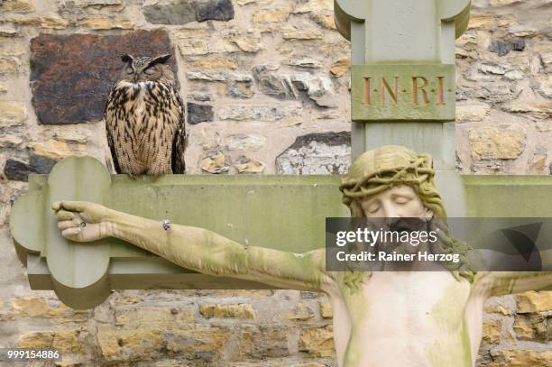 eagle owl (bubo bubo) sitting on a crucifix, kreuzgang des osnabruecker doms, osnabrueck, lower saxony, germany - herzog stockfoto's en -beelden