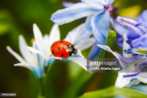 seven-spot ladybird (coccinella septempunctata) in a garden, stuttgart, baden-wuerttemberg, germany - jager stock pictures, royalty-free photos & images