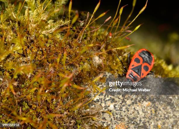 common fire bug (pyrrhocoris apterus), stuttgart, baden-wuerttemberg, germany - schnabelkerfe stock-fotos und bilder