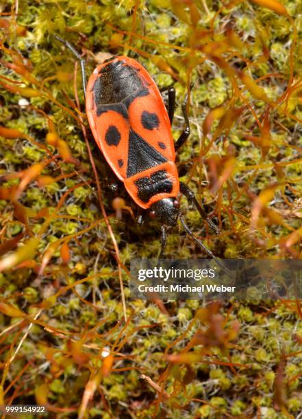 common fire bug (pyrrhocoris apterus) on moss, stuttgart, baden-wuerttemberg, germany - emittero foto e immagini stock